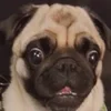 @tssumiiko0 :: @fStikBot emoji