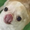 @tssumiiko0 :: @fStikBot emoji