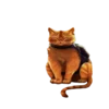 Stray @Faittereya emoji