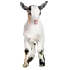 dollhouse @TgEmodziBot emoji
