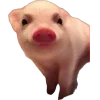 свинки 
@aarinaIl emoji