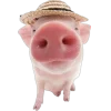 свинки 
@aarinaIl emoji