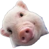 свинки 
@aarinaIl emoji