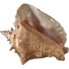 морское @stikershrimp emoji