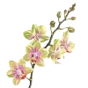 @perfectvista emoji