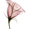 pinkii @TgEmodziBot emoji