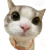 popipopipu @gallactose emoji