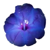 geimvera ilmur. @Melin0e emoji