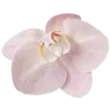 heaven.com emoji