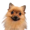 🎀больше @emojipipka emoji