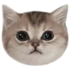 猫 @tj7dp emoji