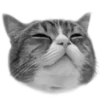 猫 @tj7dp emoji