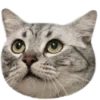 猫 @tj7dp emoji