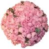 𝕡𝕣𝕖𝕞 𝕠𝕥 𝕧𝕒𝕤𝕙𝕖𝕪 𝕧𝕚𝕜𝕜𝕚𝕚 ➡️ emoji
