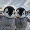 Penguins 🐧 @xkysluv emoji