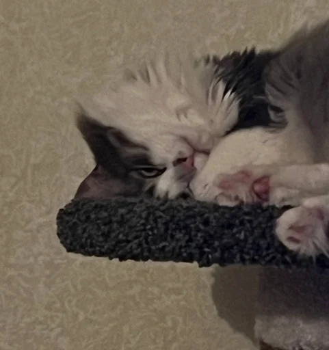 Котик Кристины (@nazymwu) :: @fStikBot