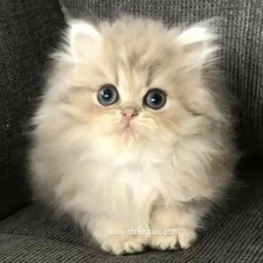 манюни @lol_kek_cheese1