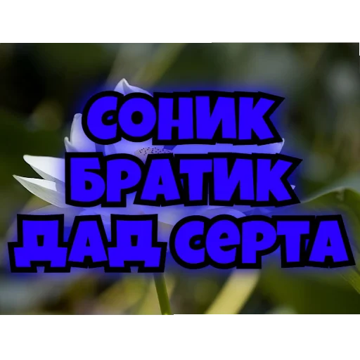 Чат дад серта