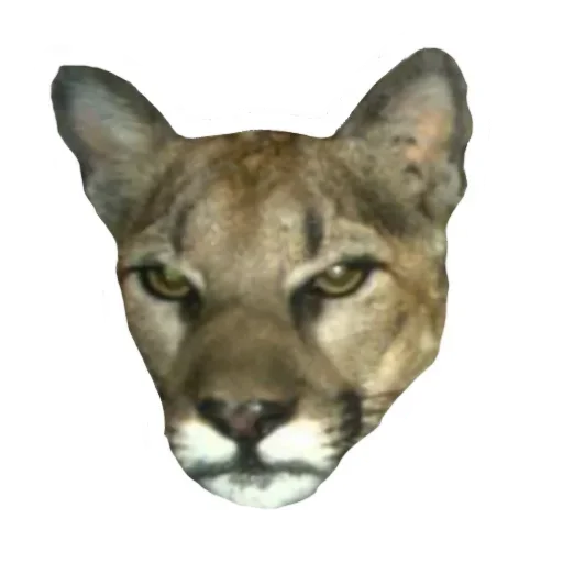 Мемная Пума(Кугуар, Mountain Lion, Puma Concolor) @TgEmodziBot