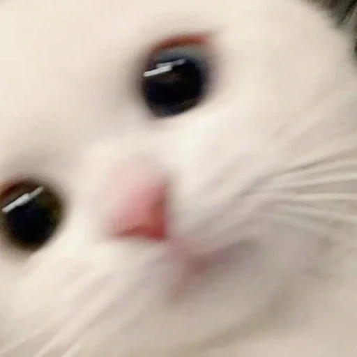 ⲕⲟⲧэ ۶୧ ₊˚⊹ @textn1komu