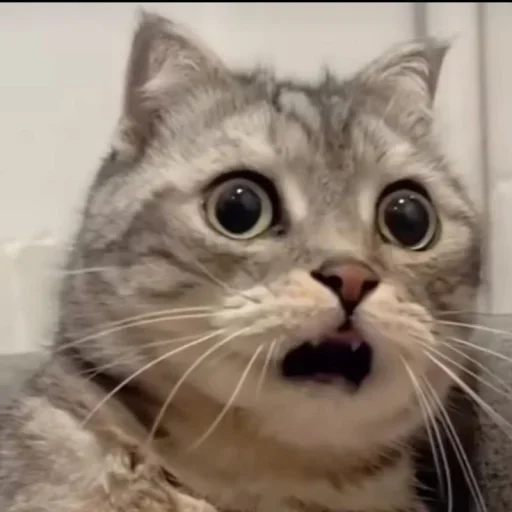 Котяры @stickroom