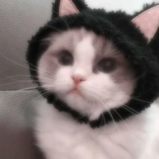 Ꮶᴏᴛиᴋи. || 𝚅𝚒𝚔𝚒0𝚖𝚒𝚡 ::