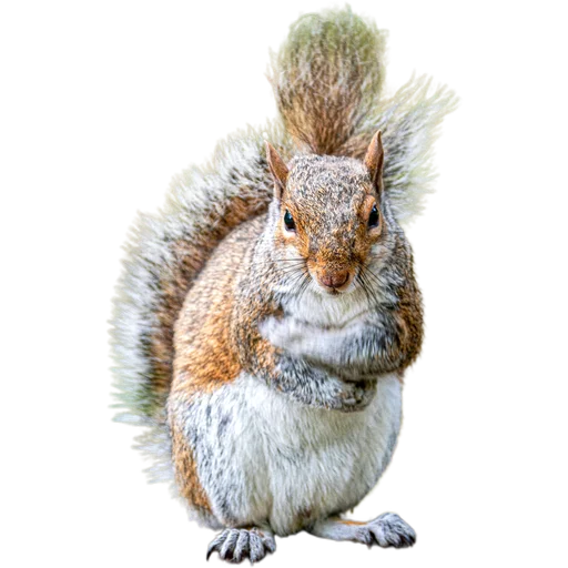 Пушистые и шустрые