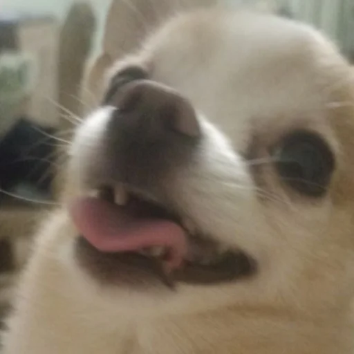 Персик (оч опасный)