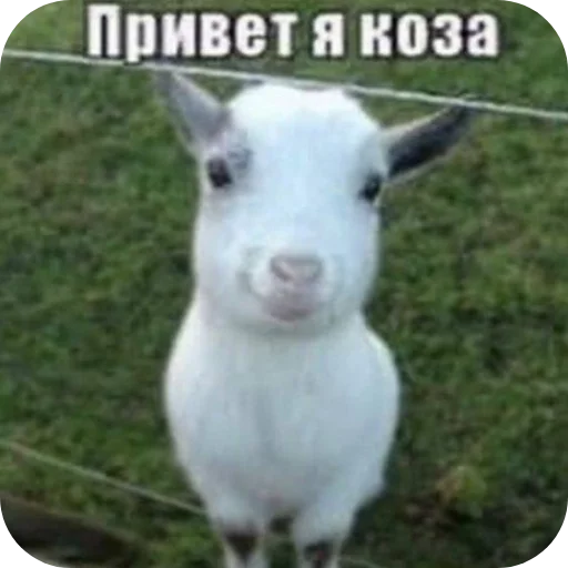 Картинки сос мыслом