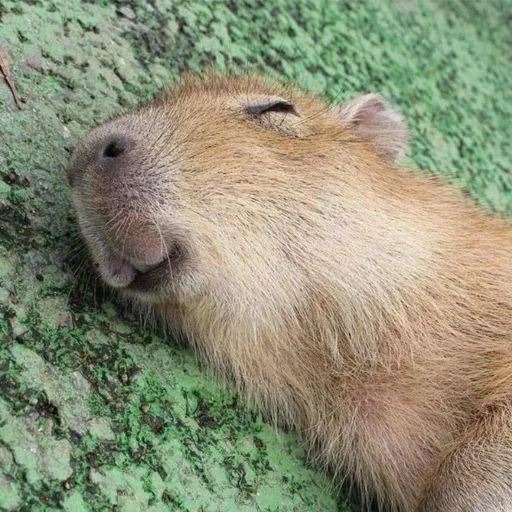 Капибары тут