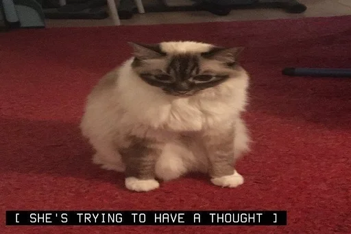 всратые котята из пинтереста ::