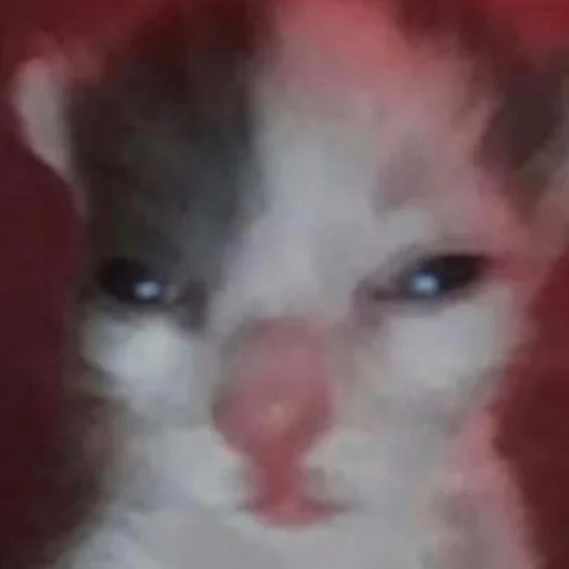 кис кис я котик ты котик