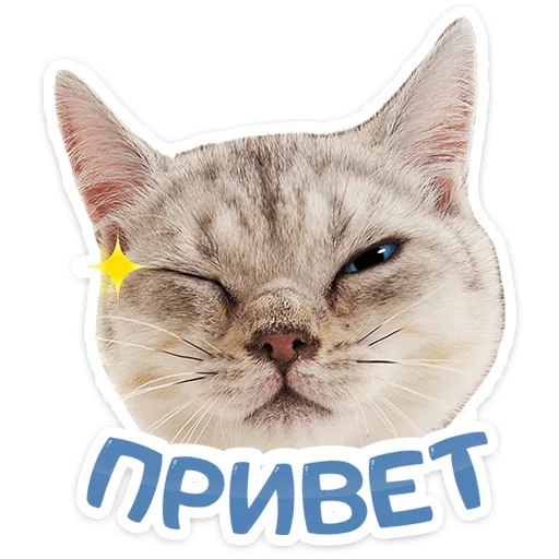 Котятки |