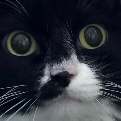 пушистые мемы