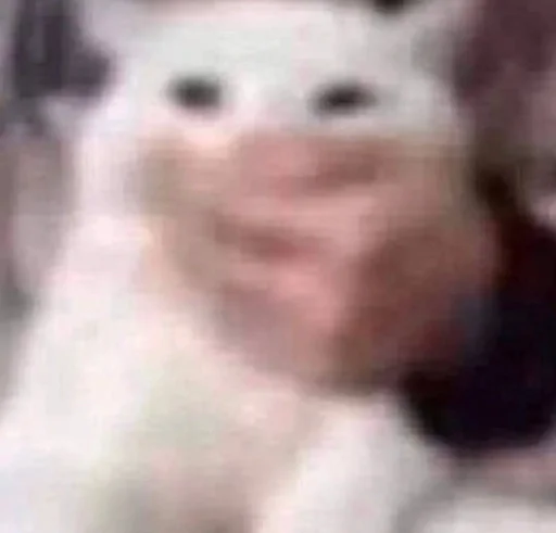 котямбусы от