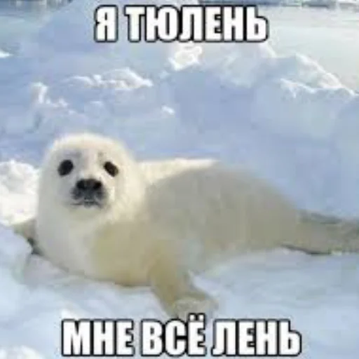 Сексуальные ластоногие