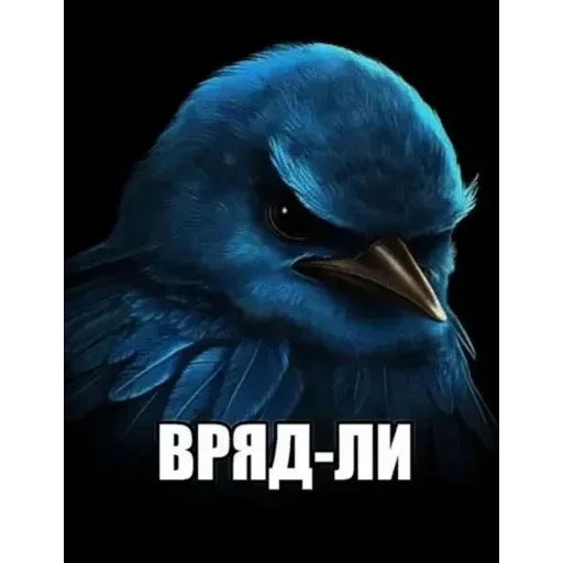 Birds Memes |