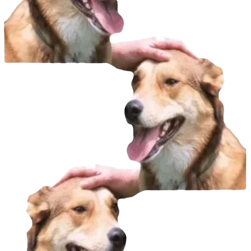 DDDoges
