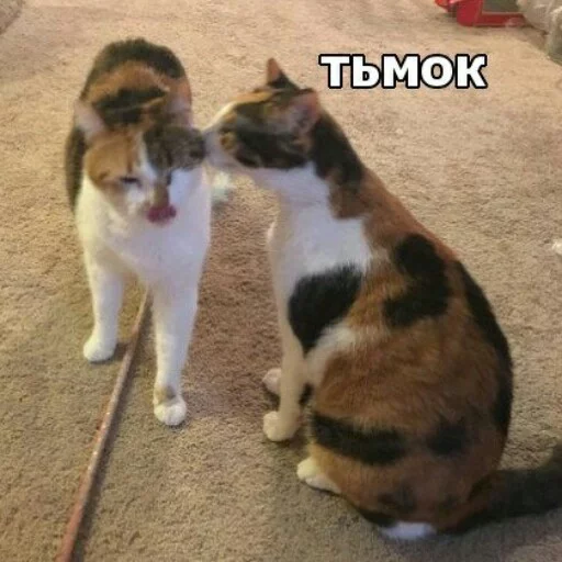 КотикЦмок2