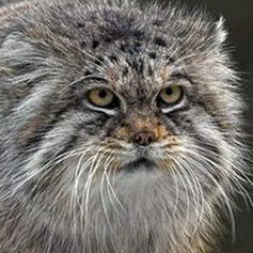 Manul