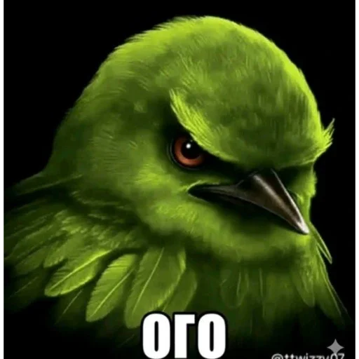 Нихуевые пернатые