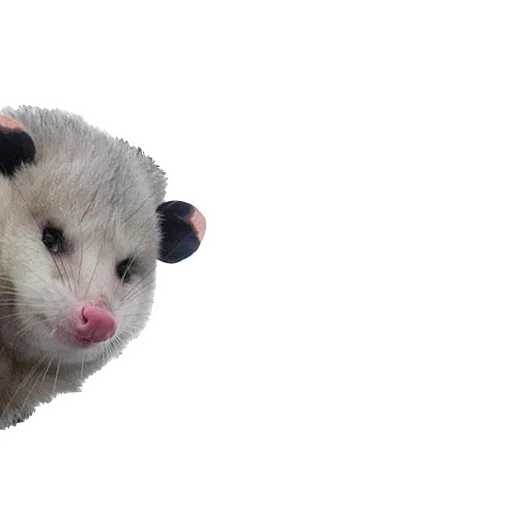 Opossum Coming