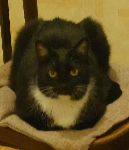 ЧВК "Зверинец"