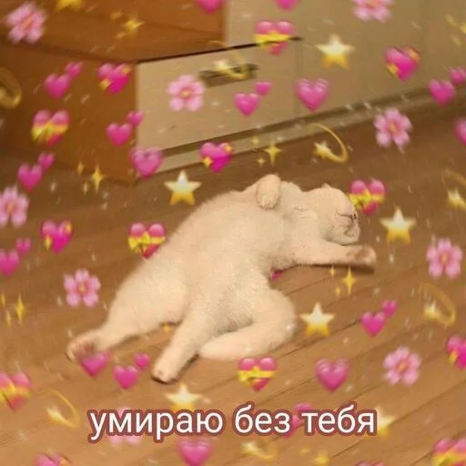 💖Котики❤️‍🔥➡️