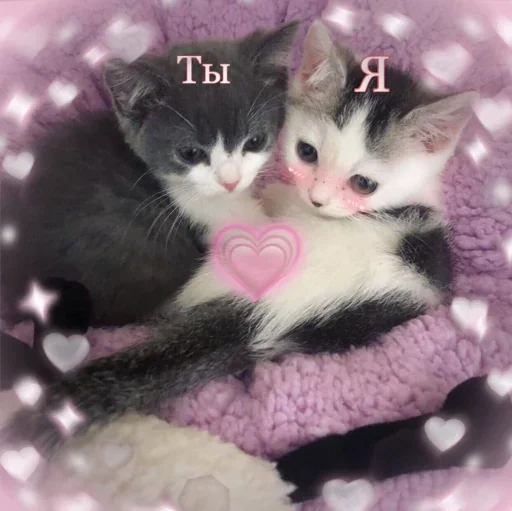 Пикчи с животными