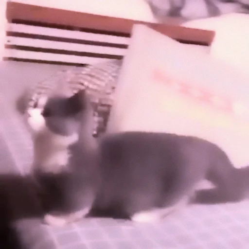 ⨾ a lil mmeow meow。