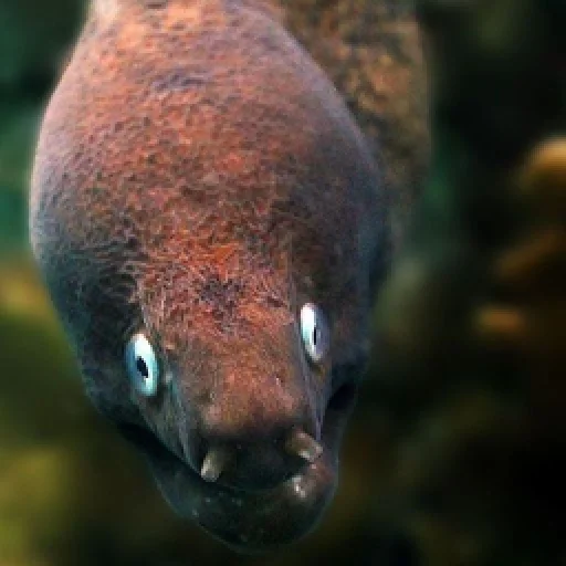 M-m-morays