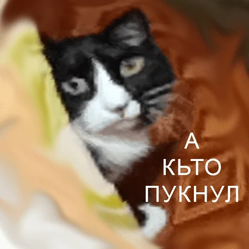 чикибамбони