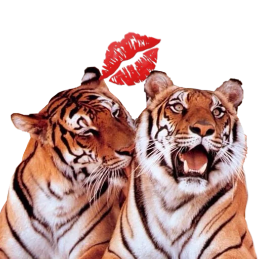 Tigers love