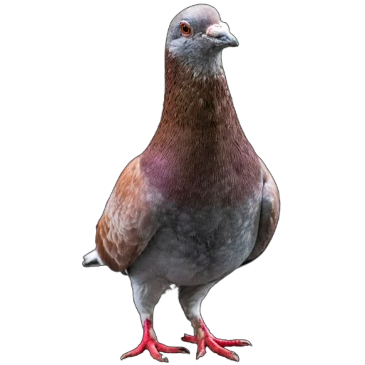 Голуби XL pack @simplesticker